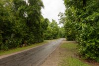 Palmettos line the road.