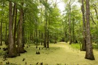 Swamp!