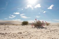 White Sands National Park