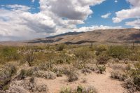 Field of saguaros!