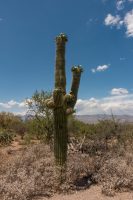 Epic first up-close saguaro encounter.