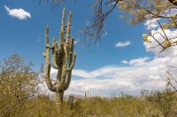 The monster saguaro.