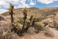 Stop playing. Our visit to Joshua Tree NP taught me that this is actually a cholla cactus.