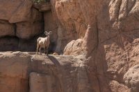 Desert big horn sheep.