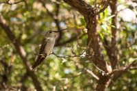 Hummingbird.