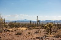 One of my favorite saguaro photos.