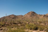 Another favorite saguaro photo.