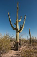 Saguaro hugs. Saguaro love.