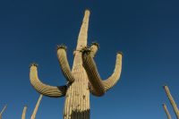 Doesn't this saguaro look like a wacky waving arm-flailing inflatable tube man?
