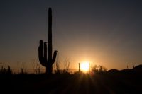 Sunset over the saguaros.