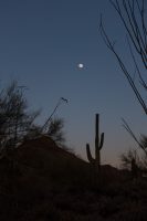 Forget about the saguaro, look at that moon!