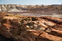 Petrified tree up close.