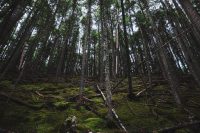 Avalanche Lake hike, Glacier National Park, Montana, United States.