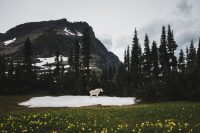 Mountain Goats! Glacier National Park, Montana, United States.