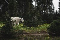 Mountain Goats! Glacier National Park, Montana, United States.