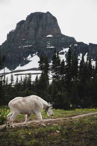 Mountain Goats! Glacier National Park, Montana, United States.