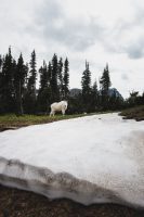 Mountain Goats! Glacier National Park, Montana, United States.