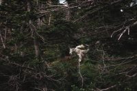 More mountain goats near Oberlin boardwalk! Glacier National Park, Montana, United States.