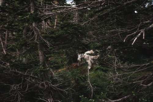 More mountain goats near Oberlin boardwalk! Glacier National Park, Montana, United States.