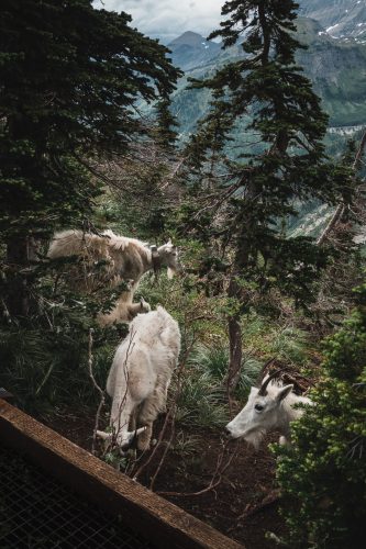 More mountain goats near Oberlin boardwalk! Glacier National Park, Montana, United States.
