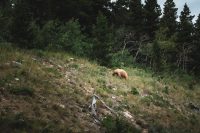 A grizzly! Glacier National Park, Montana, United States.