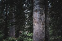 Glad we didn't meet the bear that clawed this tree. Iceberg Lake hike, Glacier National Park, Montana, United States.