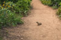 Prairie dog.