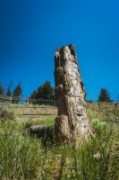 A petrified tree