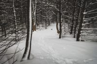 Entering the wooded area on Andy's Trail.