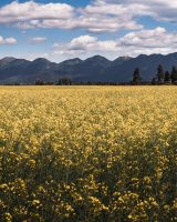 Canola field between Lake Mary Ronan and Emery Bay