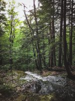 Hiking trail adjacent to campground.