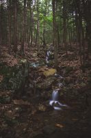 Hiking trail adjacent to campground.