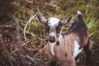 As if the baby pigs weren't enough... baby goats!