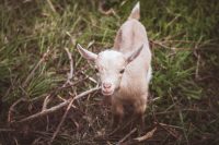 As if the baby pigs weren't enough... baby goats!