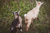 Baby goat take two.