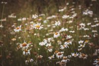 Beautiful wildflowers.