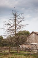 Check out that bird on top of the tree!