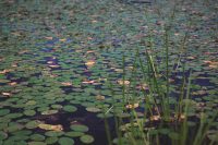 Lilypads dominate Sawmill Lake.