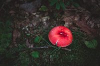 A colorful mushroom on Monument Trail.