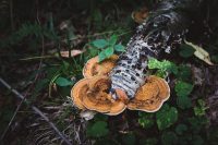 Enormous mushroom at Lyman Run State Park.