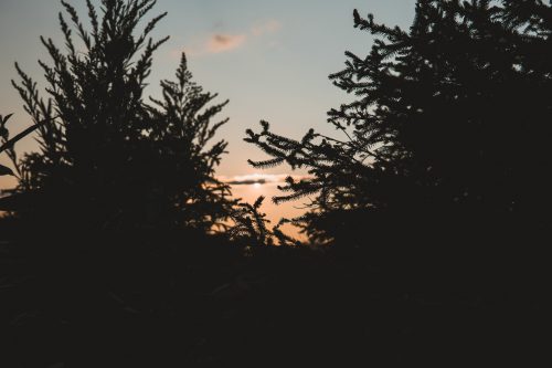 Sunset at Cherry Springs State Park.