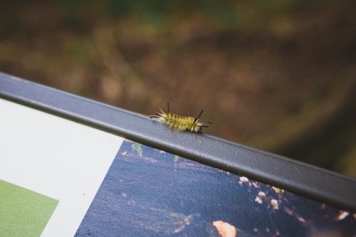 The locals at Cherry Springs State Park.