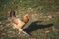 An early morning conference to discuss the daily chicken agenda.