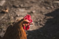 An early morning conference to discuss the daily chicken agenda.