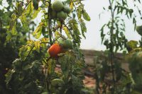 Browse fresh produce in the gardens and green house.