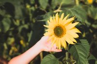 Stop and smell the flowers during your farm stay.