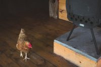 The platform tents at Stony Creek Farmstead are loved by all.