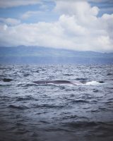 Whale watching with Sea Color Expeditions was amazing. We saw fin whales, blue whales, and dolphins!