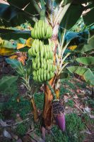 Bananas on the plantation located at the bottom of the Fajã dos Padres Elevator.