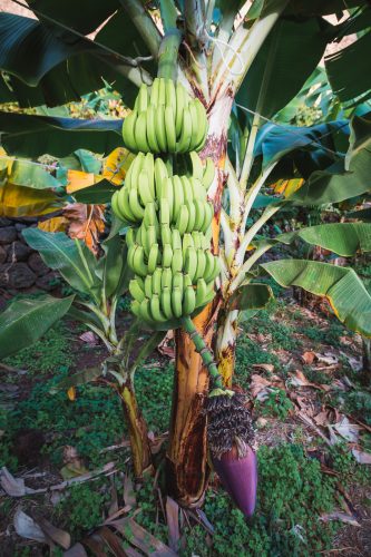 Bananas on the plantation located at the bottom of the Fajã dos Padres Elevator.
